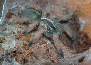 Psalmopoeus pulcher